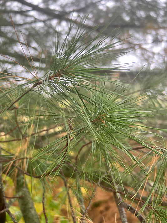 Pine Hydrosol